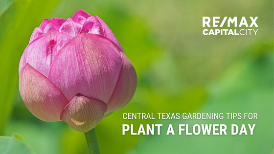 Central Texas Garden